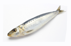 魚の４割にプラスチックが入っているって本当？