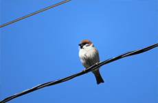 鳥はなぜ電線に止まるのか